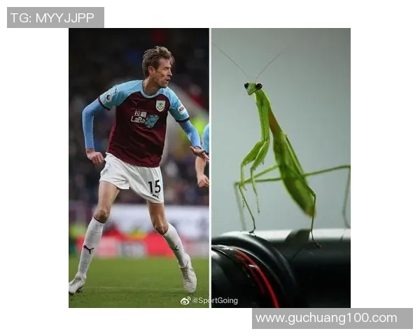 全球最具人气的十大足球动物球星排名揭晓 动物界足球风云再起 全球最具人气的十大足球动物球星排名揭晓 动物界足球风云再起